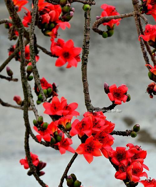 红棉的花语有何深意？红棉花语代表什么？