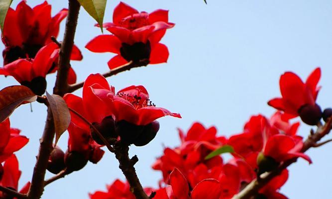红棉的花语有何深意？红棉花语代表什么？