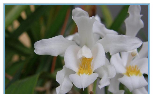 贝母兰花语是什么？贝母兰的花语有哪些？