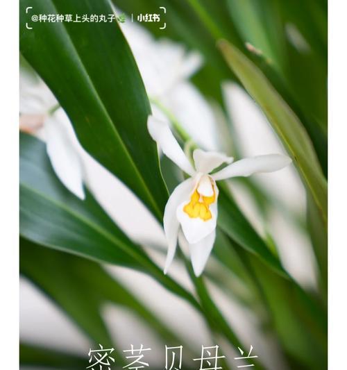 贝母兰花语是什么？贝母兰的花语有哪些？