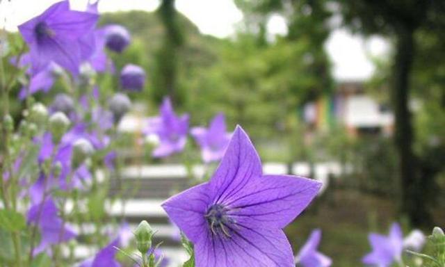 紫甘露花语有何含义？紫甘露的花语是什么？