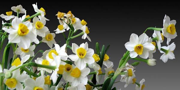 紫甘露花语有何含义？紫甘露的花语是什么？