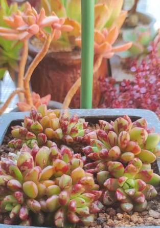 紫甘露花语有何含义？紫甘露的花语是什么？