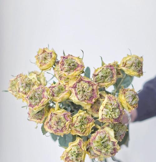 狒狒花花语代表什么？狒狒花的花语有哪些？