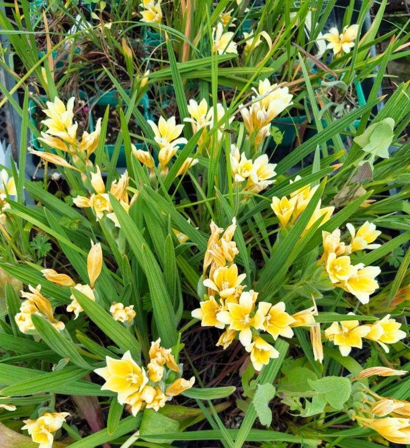 狒狒花花语代表什么？狒狒花的花语有哪些？