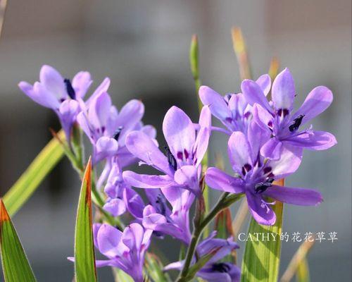 狒狒花花语代表什么？狒狒花的花语有哪些？