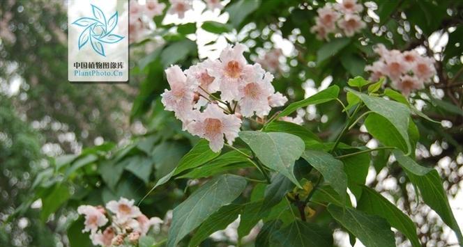 梓树花花语是什么意思？梓树花的花语有何寓意？