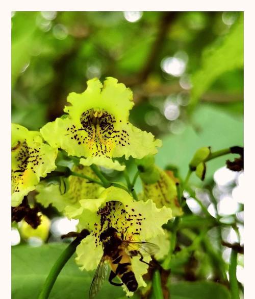 梓树花花语是什么意思？梓树花的花语有何寓意？