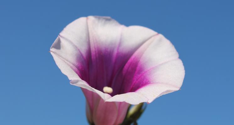番薯花花语有何特别之处？番薯花的花语是什么？