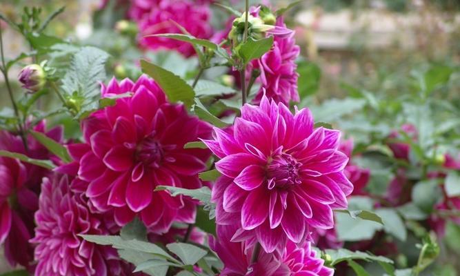 番薯花花语有何特别之处？番薯花的花语是什么？