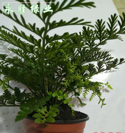 爱心蕨花语是什么？爱心蕨的花语有何含义？