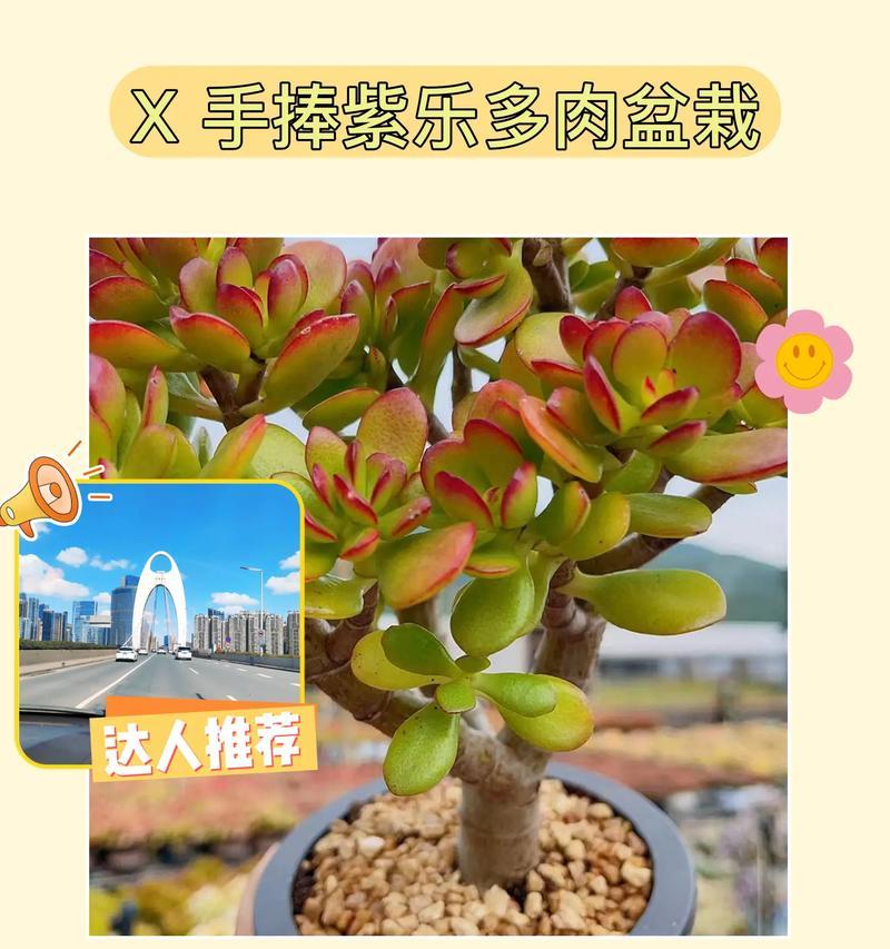 爱心蕨花语是什么？爱心蕨的花语有何含义？