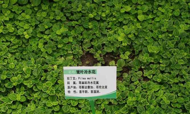 透明草花语代表什么？透明草的花语有何深意？