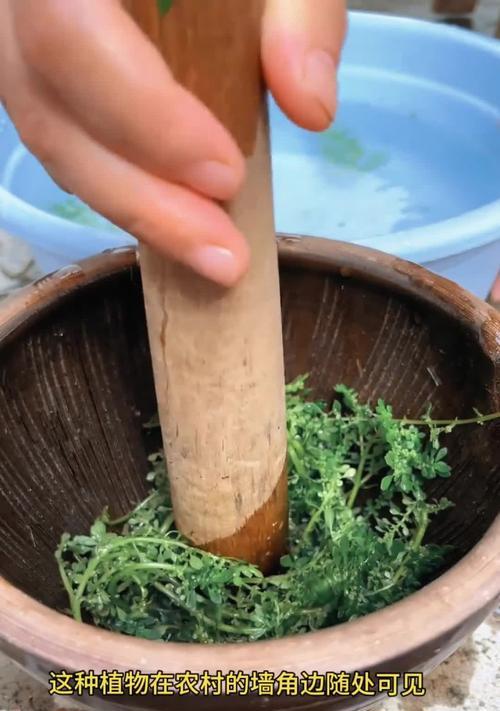 透明草花语代表什么？透明草的花语有何深意？