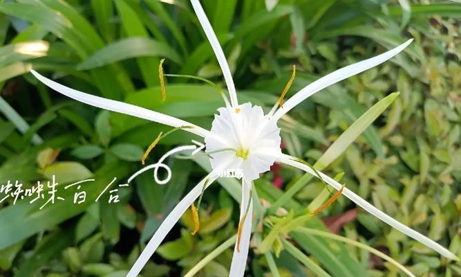 花语的蜘蛛是什么意思？蜘蛛在花语中代表什么？