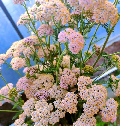西洋微花语有何含义？西洋微的花语是什么？