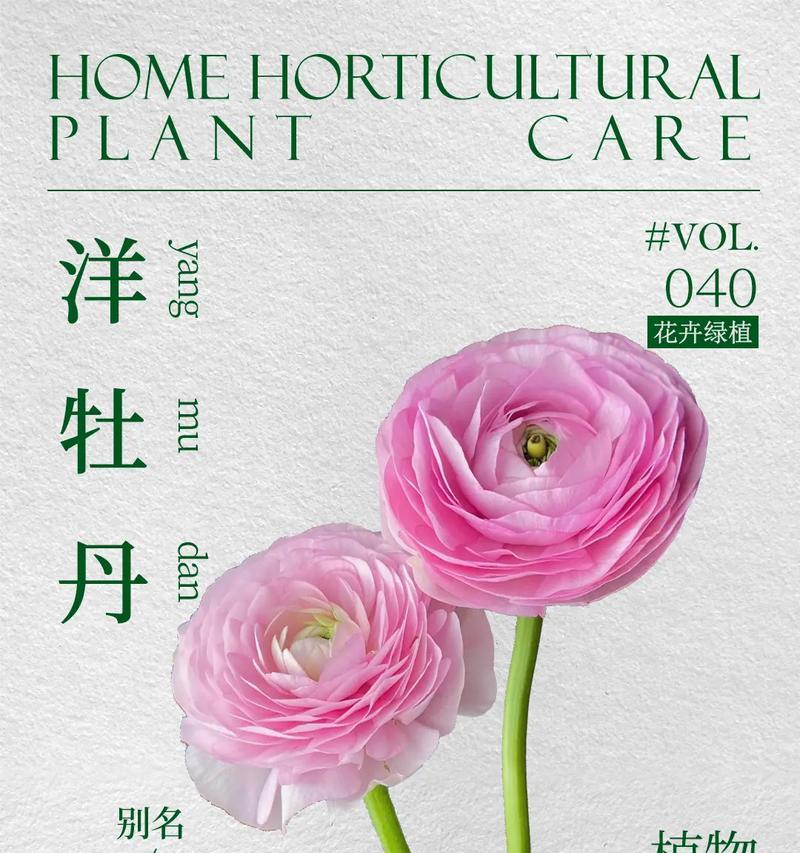 西洋微花语有何含义？西洋微的花语是什么？