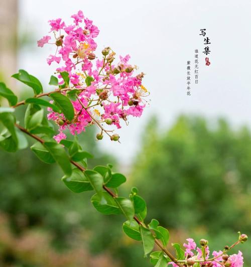 西洋微花语有何含义？西洋微的花语是什么？