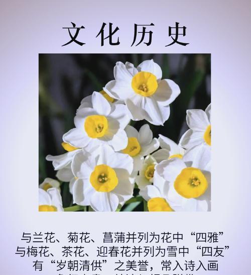 水仙开花语是什么？水仙花的花语有何寓意？