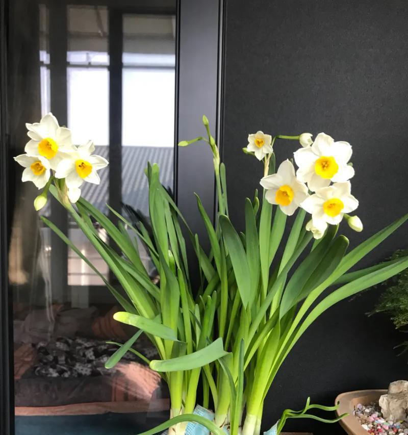 水仙开花语是什么？水仙花的花语有何寓意？