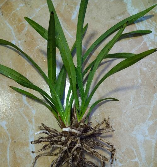 多花兰花语有何特别之处？多花兰的花语是什么？