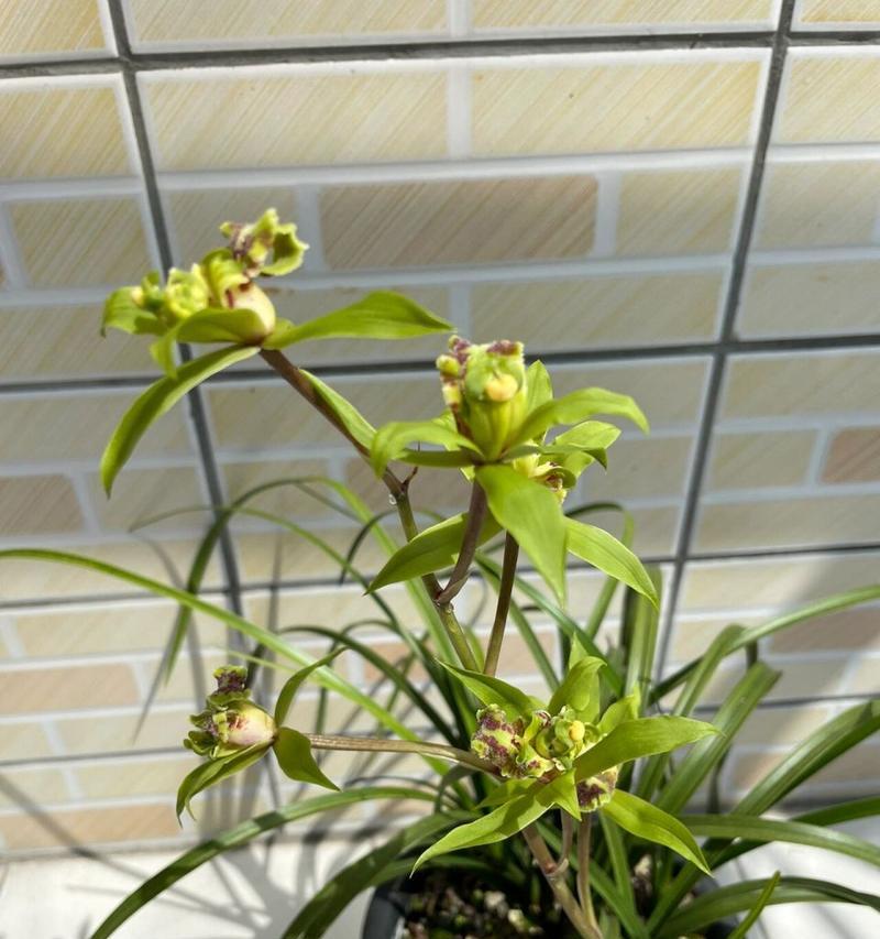 多花兰花语有何特别之处？多花兰的花语是什么？