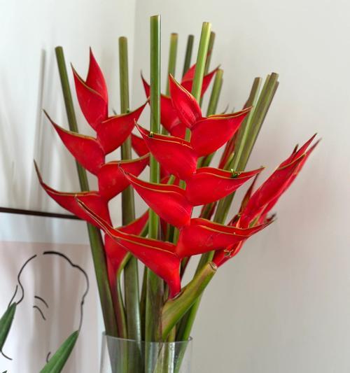 鸟不懂花语是什么？鸟不懂的花语有何含义？