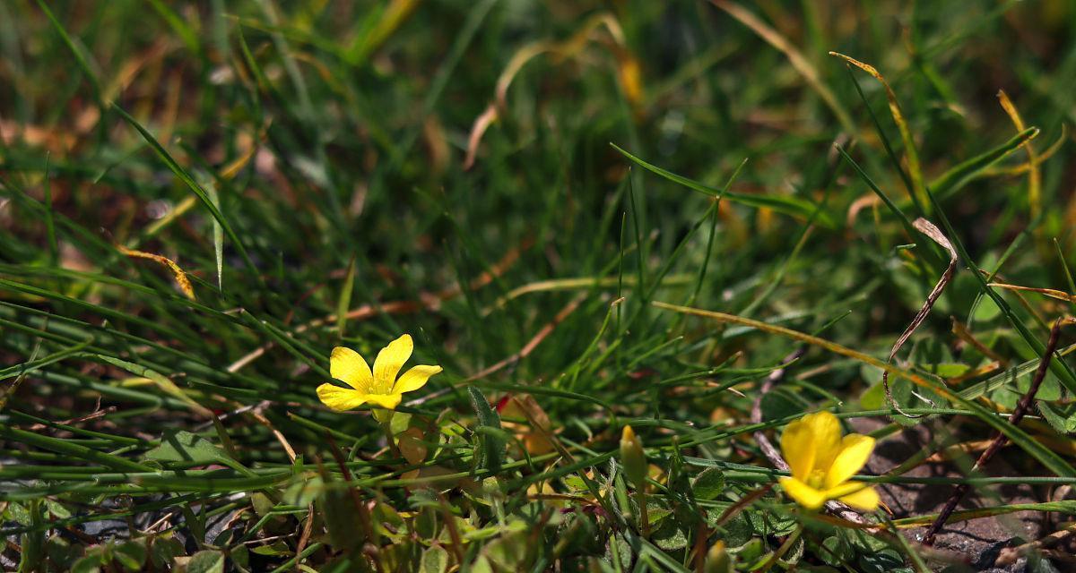 小毛茛花语代表什么？小毛茛的花语有何深意？