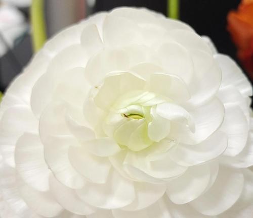 小毛茛花语代表什么？小毛茛的花语有何深意？