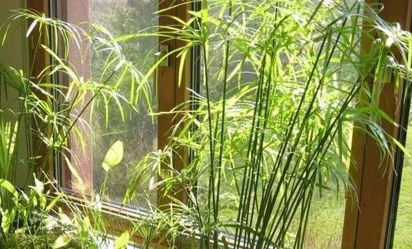 水竹的花语有何深意？如何用它来表达情感？