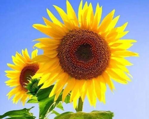 望日的花语有何特别之处？如何用望日花表达希望？