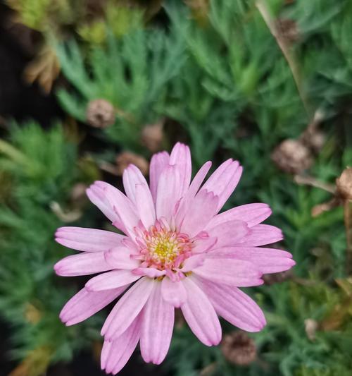 茼蒿花的花语是什么？如何用茼蒿花传递祝福？