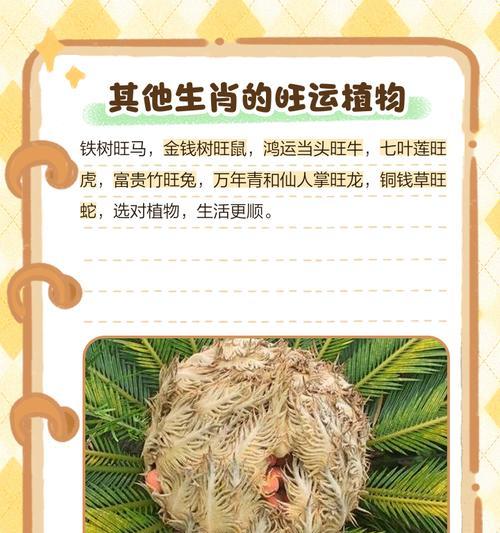铁树肥的花语是什么？如何用铁树肥表达情感？