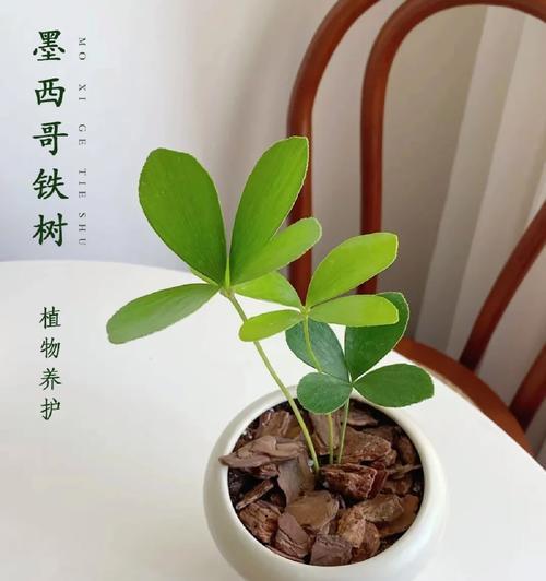 铁树肥的花语是什么？如何用铁树肥表达情感？