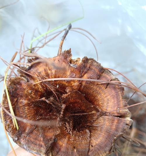 香松树的花语有何寓意？如何用香松树表达爱意？