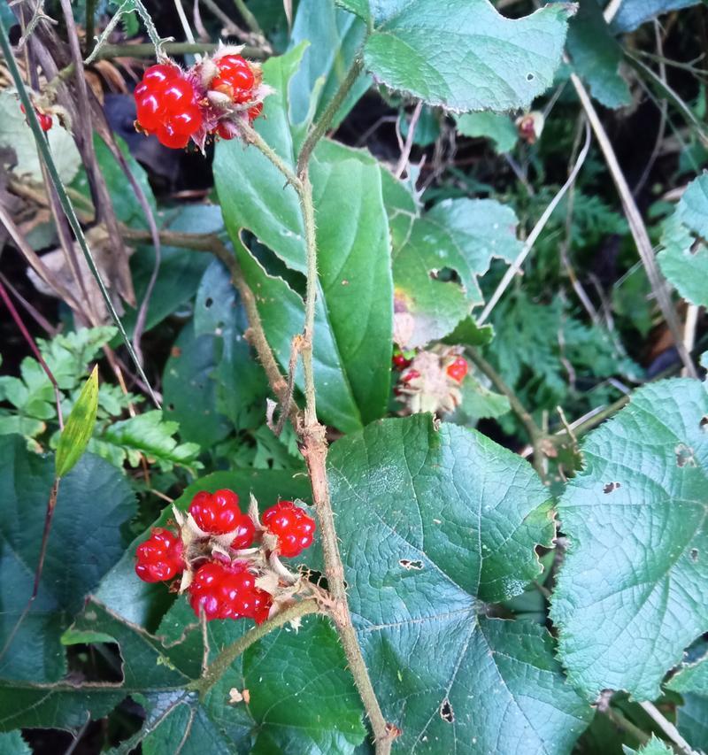 树莓花的花语有哪些？如何用树莓花表达愿望？
