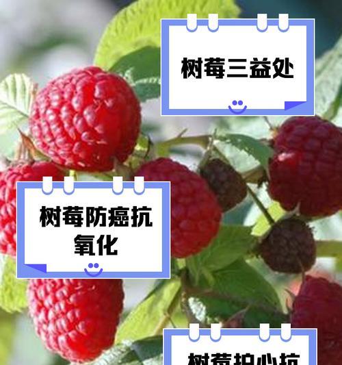 树莓花的花语有哪些？如何用树莓花表达愿望？