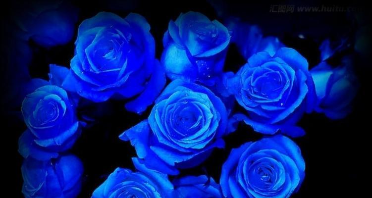 宝蓝花的花语有何深意？如何用宝蓝花传递爱意？