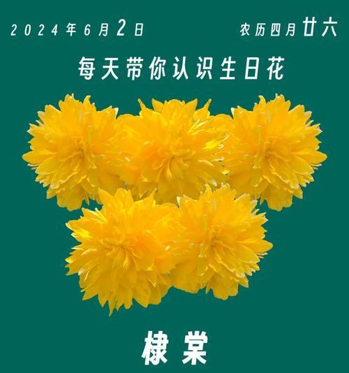 秋棠花的花语是什么？如何用秋棠花表达愿望？