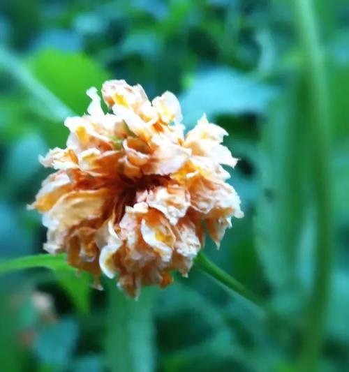 秋棠花的花语是什么？如何用秋棠花表达愿望？