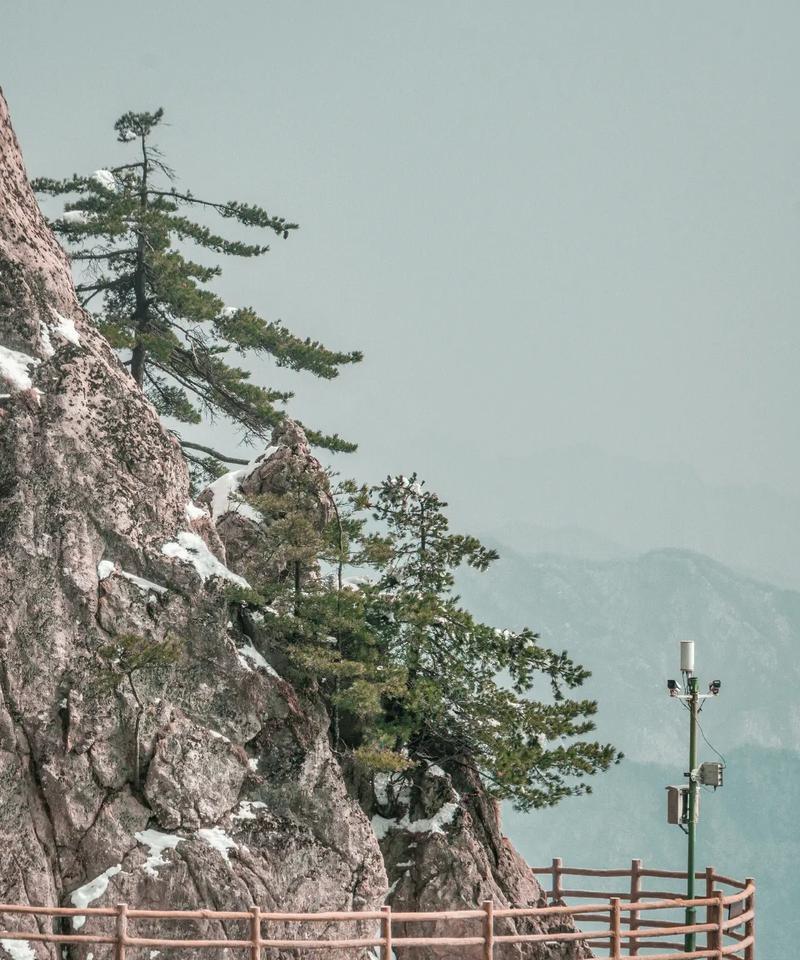 雪松的花语是什么？如何用雪松表达爱意？