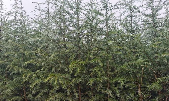 雪松的花语是什么？如何用雪松表达爱意？