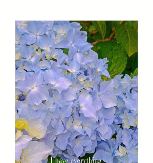 北瓜花的花语是什么？如何表达爱意？