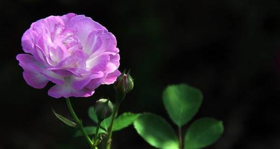 北瓜花的花语是什么？如何表达爱意？
