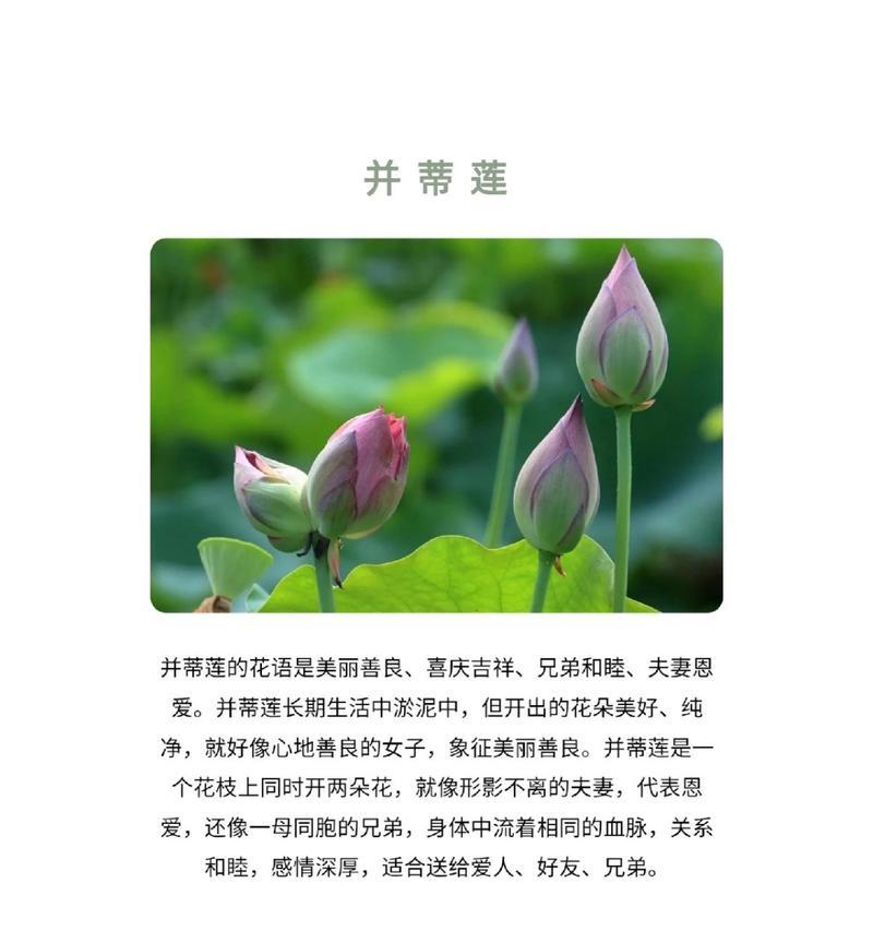 兄弟之间用什么花语来表达情感？