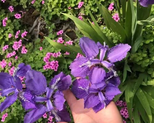 橄榄枝花语有哪些含义？如何传递和平？