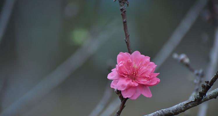 柳州桃花的花语有何特别之处？
