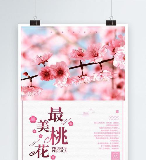 柳州桃花的花语有何特别之处？