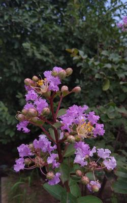 小米叶的花语寓意着什么？