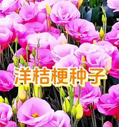 刺花的花语是怎样的？有何寓意？